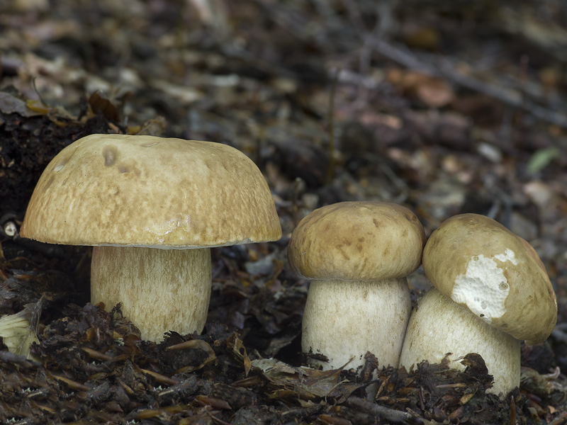 Boletus reticulatus